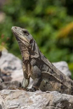 Closeup on lizard Stock Photos