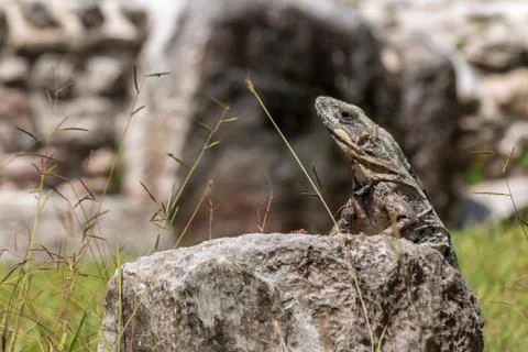 Closeup on lizard Stock Photos