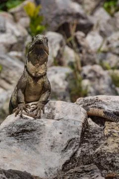 Closeup on lizard Stock Photos