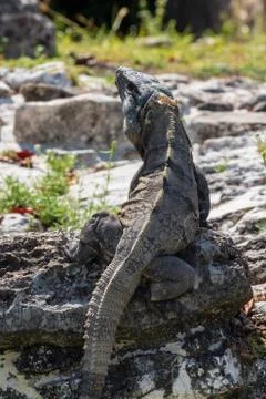 Closeup on lizard Stock Photos
