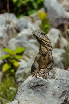 Closeup on lizard. Stock Photos