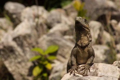 Closeup on lizard. Foto stock