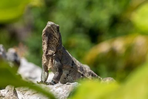 Closeup on lizard Stock Photos