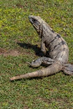 Closeup on lizard Stock Photos