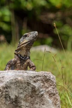 Closeup on lizard Stock Photos
