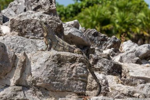 Closeup on lizard Stock Photos