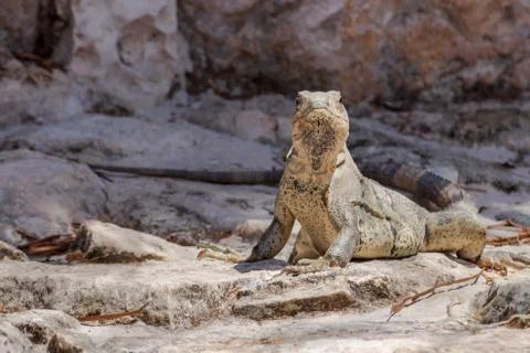 Closeup on lizard Stock Photos