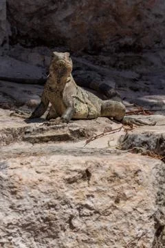 Closeup on lizard Stock Photos