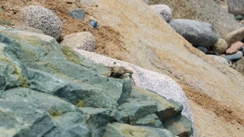 Closeup of a lizard resting and sunbathing on rocks and sand on the beach in the Stockbeeldmateriaal 194468099