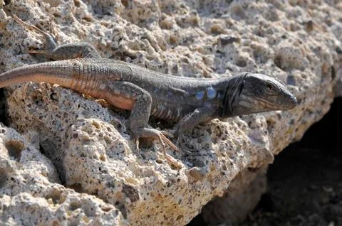 Closeup lizard on a rock Stock Photos