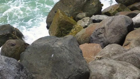 Closeup of a lizard running and jumping a rock with crabs in the background and Stock Footage 194467582