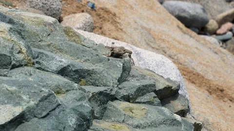 Closeup of a lizard running terrified towards the camera on rocks on the beach 库存影片 194468128