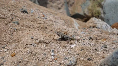 Closeup of a lizard on the sand and looking at the camera and running through Stock Footage 194468149