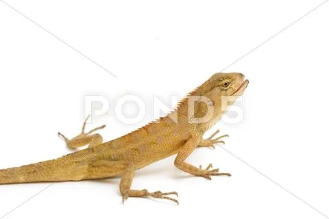 Closeup lizard small reptile Stock Photos