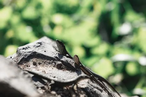 Closeup of a lizard on a stone Stock Photos