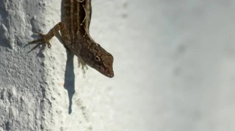 Closeup of lizard on wall, 4K Stock Footage 50313614