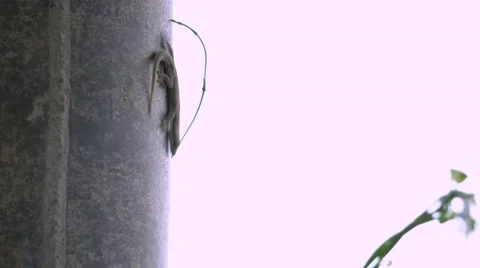 Closeup of lizard on wall, 4K Video stock 64755513