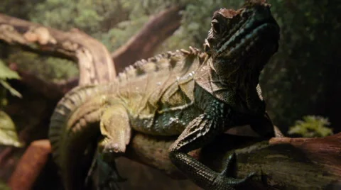 Closeup of Lizards Stock Footage 50098089