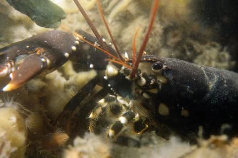 Closeup of a lobster Stock Photos