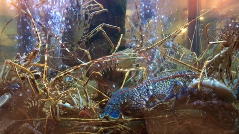 Closeup Lobsters In Fish Tank In Restaurant Stock Footage 91741653