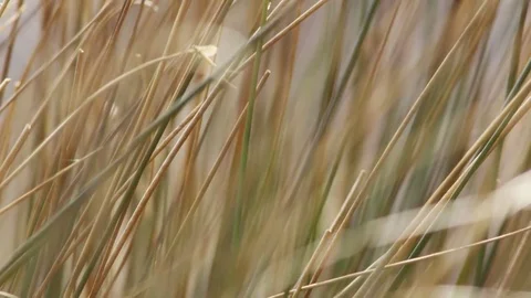 Closeup Lockdown Shot Of Plant Stems Swaying In Wind Stock Footage 79655103