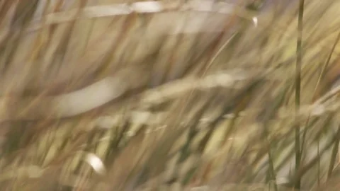Closeup Lockdown Shot Of Plants Swaying In Wind Stock Footage 79655101