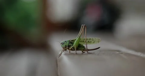 Closeup of Locust Which Cleans Mustache on the Wooden Floor Stock Footage 64637420