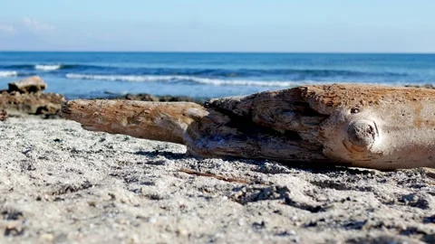 Closeup of a log in the beach. Waves crashing. Good audio. Video stock 168556856