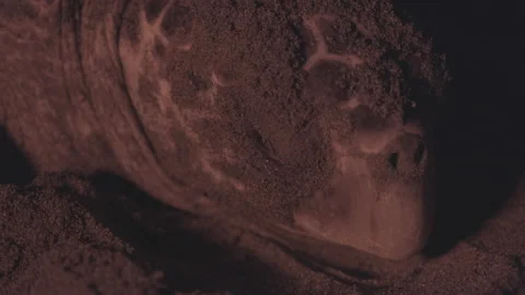 A closeup of a loggerhead sea turtle's head while laying eggs Stock Footage 232303341