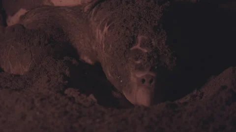A closeup of a loggerhead turtle while laying eggs Stock Footage 232302972