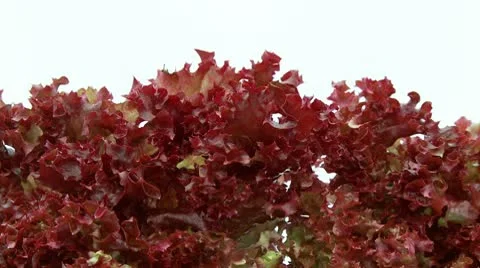 Closeup of lollo rosso red lettuce Stock Footage 8978702