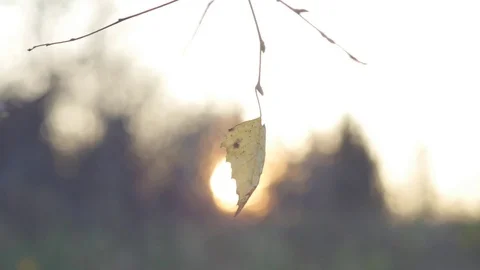 Closeup of a lone birch leaf in late autumn focus change to sunset Видео 81429844