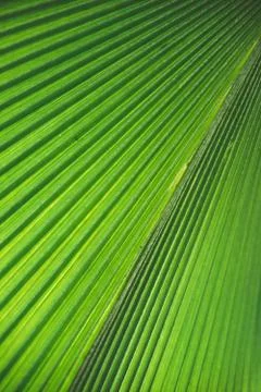 Closeup of a long green leaf pattern and texture Foto stock