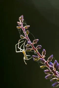 Closeup of a Long-jawed orb-weavers spider genus Tetragnatha, or stretch spid Stock Photos