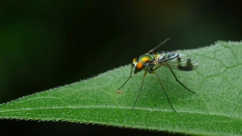 Closeup of long-legged fly insect Video stock 77841830