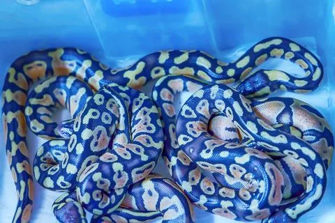 Closeup of a long royal python, Python regius - popular pet in Thailand 스톡 사진