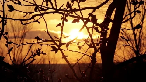 Closeup long shot of swayed branches at the windy evening 库存影片 76011557