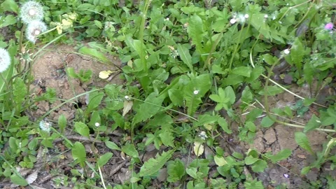 Closeup long snake crawls into ground hole in summer Stock Footage 101531518