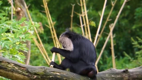 Closeup of a long tailed macaque stripping a bamboo branch in a tree, Endange Stock Footage 114494267