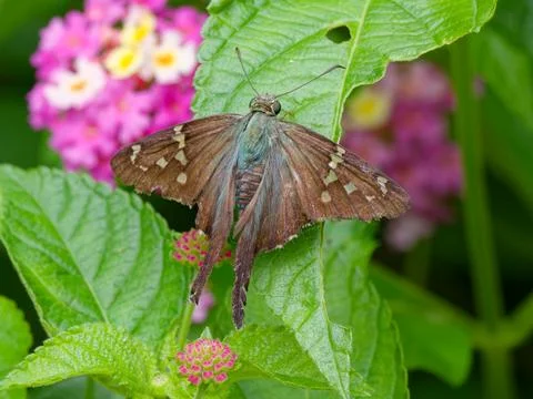 Closeup of Long Tailed Skipper Fotos Stock