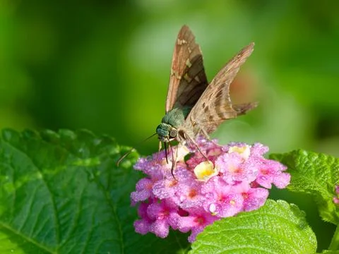 Closeup of long tailed skipper 库存照片