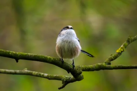 Closeup of a long-tailed tit or long-tailed bushtit, Aegithalos caudatus, bir Stock Photos