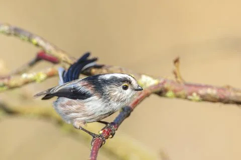 Closeup of a long-tailed tit or long-tailed bushtit, Aegithalos caudatus, bir Stock Photos