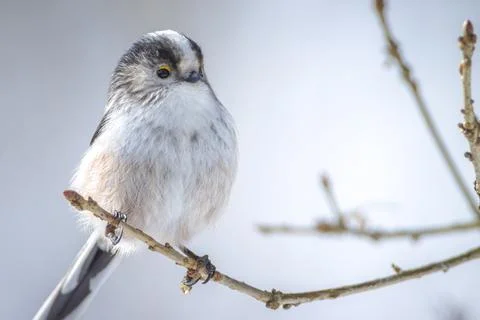 Closeup of a long-tailed tit or long-tailed bushtit, Aegithalos caudatus, bir Stock Photos