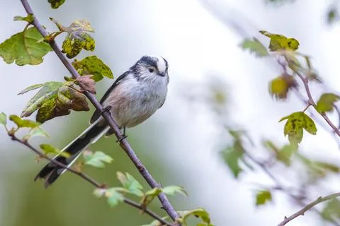 Closeup of a long-tailed tit or long-tailed bushtit, Aegithalos caudatus, bir Stock Photos