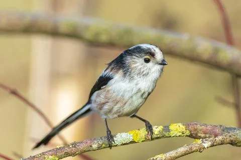 Closeup of a long-tailed tit or long-tailed bushtit, Aegithalos caudatus, bir Stock Photos
