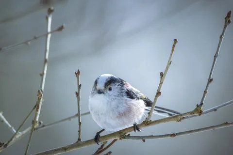 Closeup of a long-tailed tit or long-tailed bushtit, Aegithalos caudatus, b.. Stock Photos