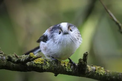 Closeup of a long-tailed tit or long-tailed bushtit, Aegithalos caudatus, b.. Stock Photos