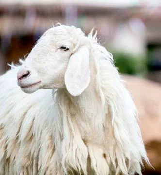 Closeup of long wool sheep Foto stock