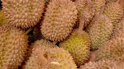 A Closeup Look of Davao City Native Fruit Durian Stock Footage 236181878